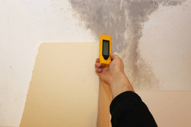 Best Airborne Mold Testing  in Faribault, MN