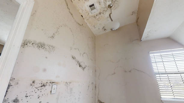 Best Mold Remediation for Healthcare Facilities  in Faribault, MN