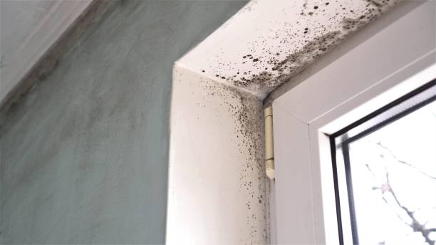 Best Mold Removal for HVAC Installations  in Faribault, MN