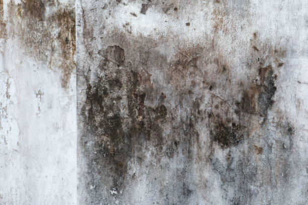 Best HVAC Mold Inspection and Cleaning  in Faribault, MN