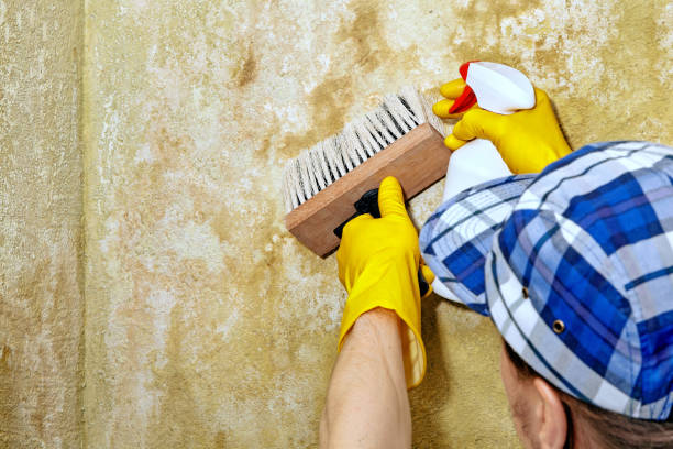 Best Forensic Mold Investigation  in Faribault, MN