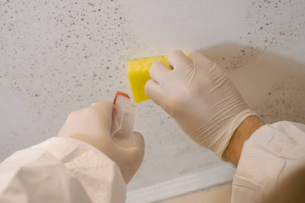 Best Mold-Related Health Consultation  in Faribault, MN