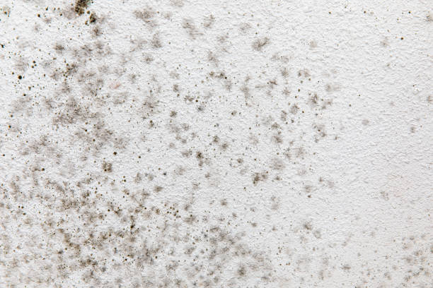 Best Dehumidification Services  in Faribault, MN