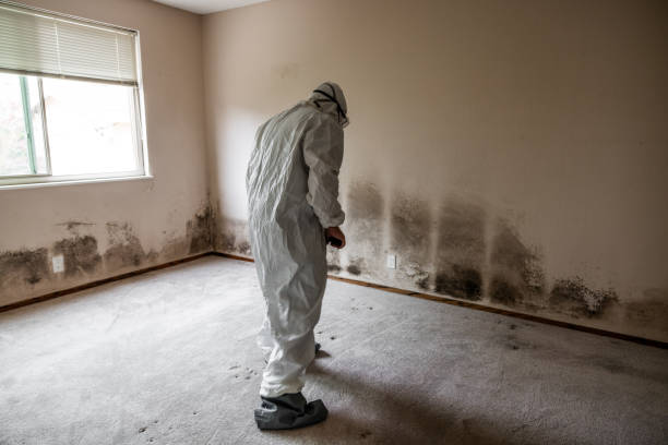 Best Mold Damage Restoration  in Faribault, MN