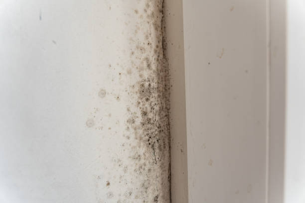 Best Comprehensive Air Testing for Mold Contaminants  in Faribault, MN