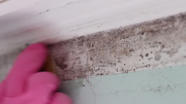 Asbestos and Lead Testing During Mold Inspection in Faribault, MN